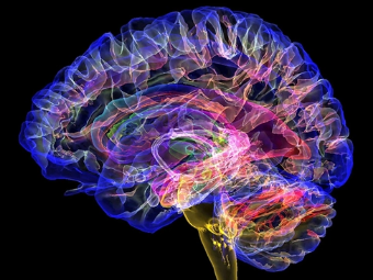 骚货操逼网大脑植入物有助于严重头部损伤恢复